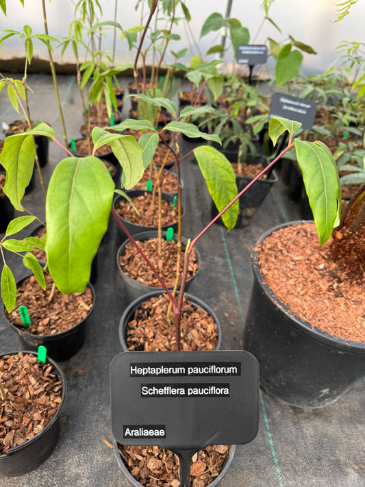 Schefflera pauciflora