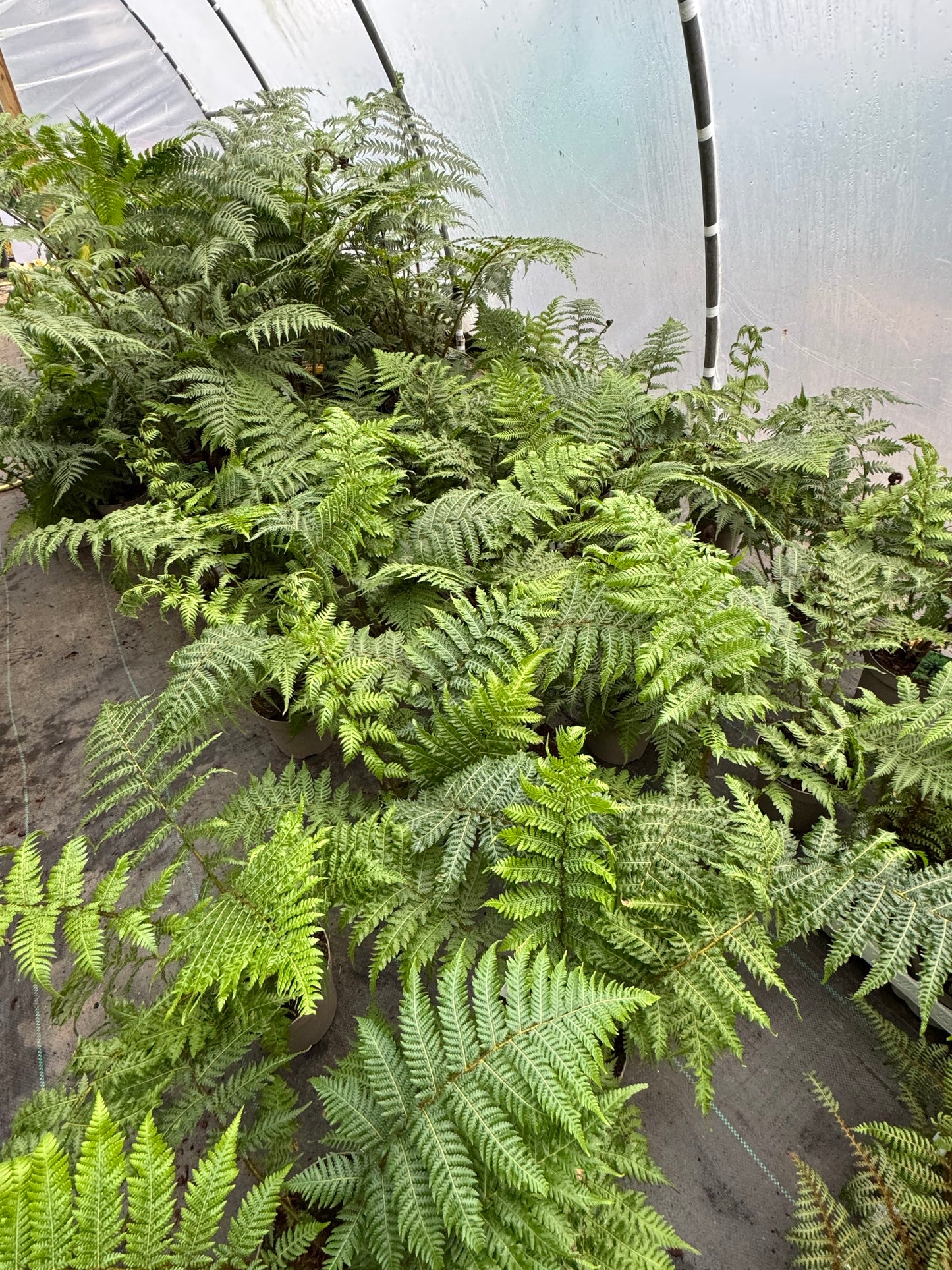 Medium Cyathea cooperi – Tree fern
