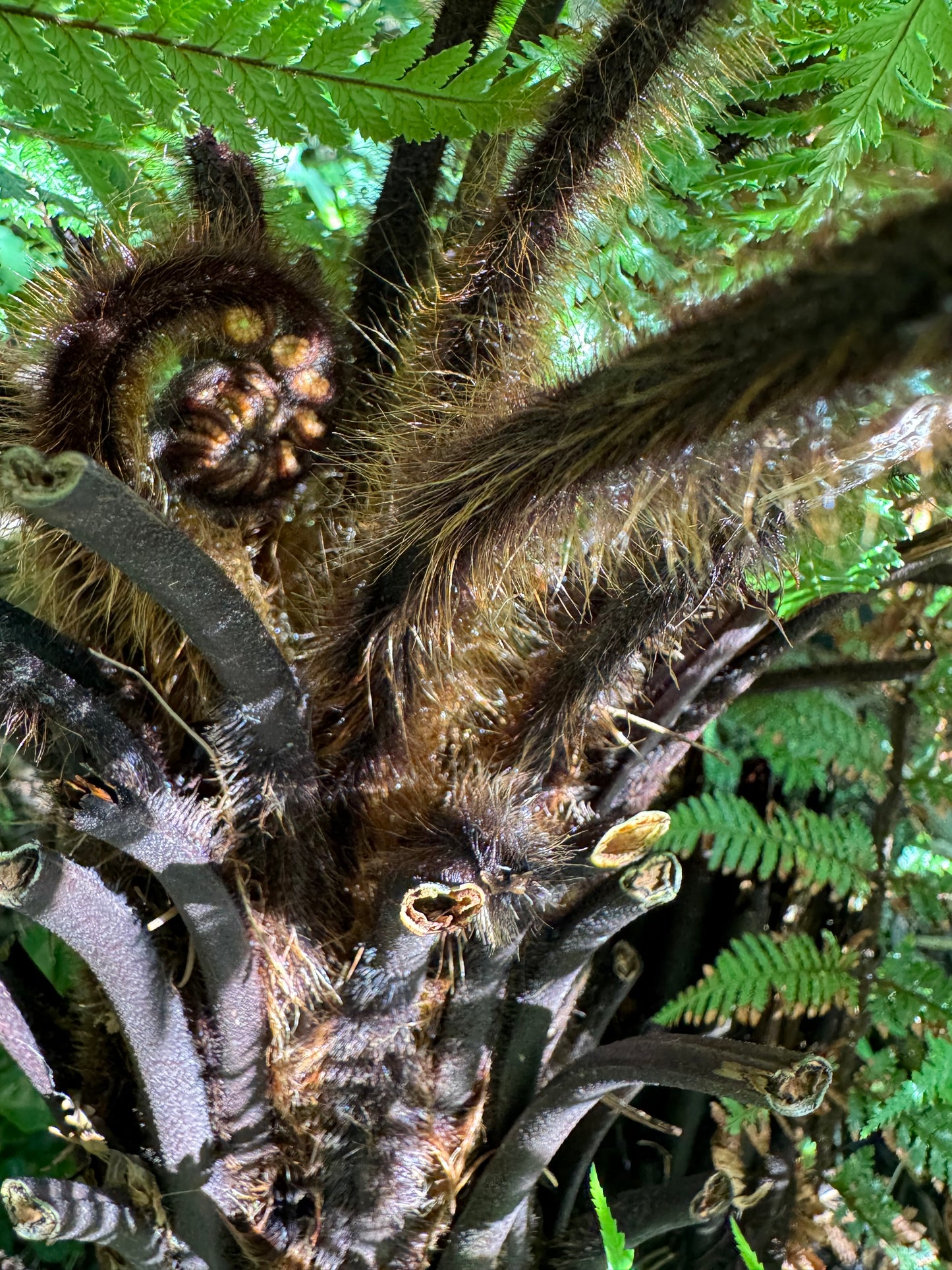 Dicksonia squarrosa Large (trunked)