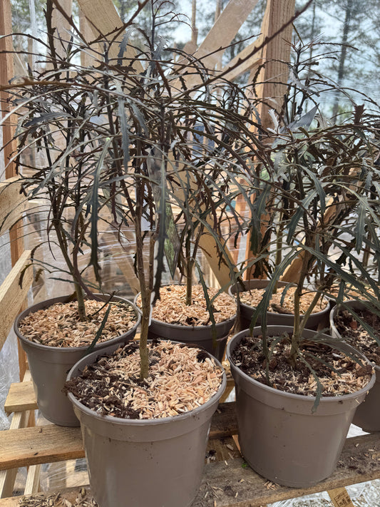 Pseudopanax lessonii 'Bronze Eagle'