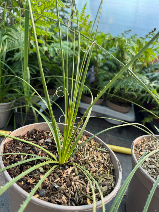 Dasylirion leiophyllum - Green Sotol