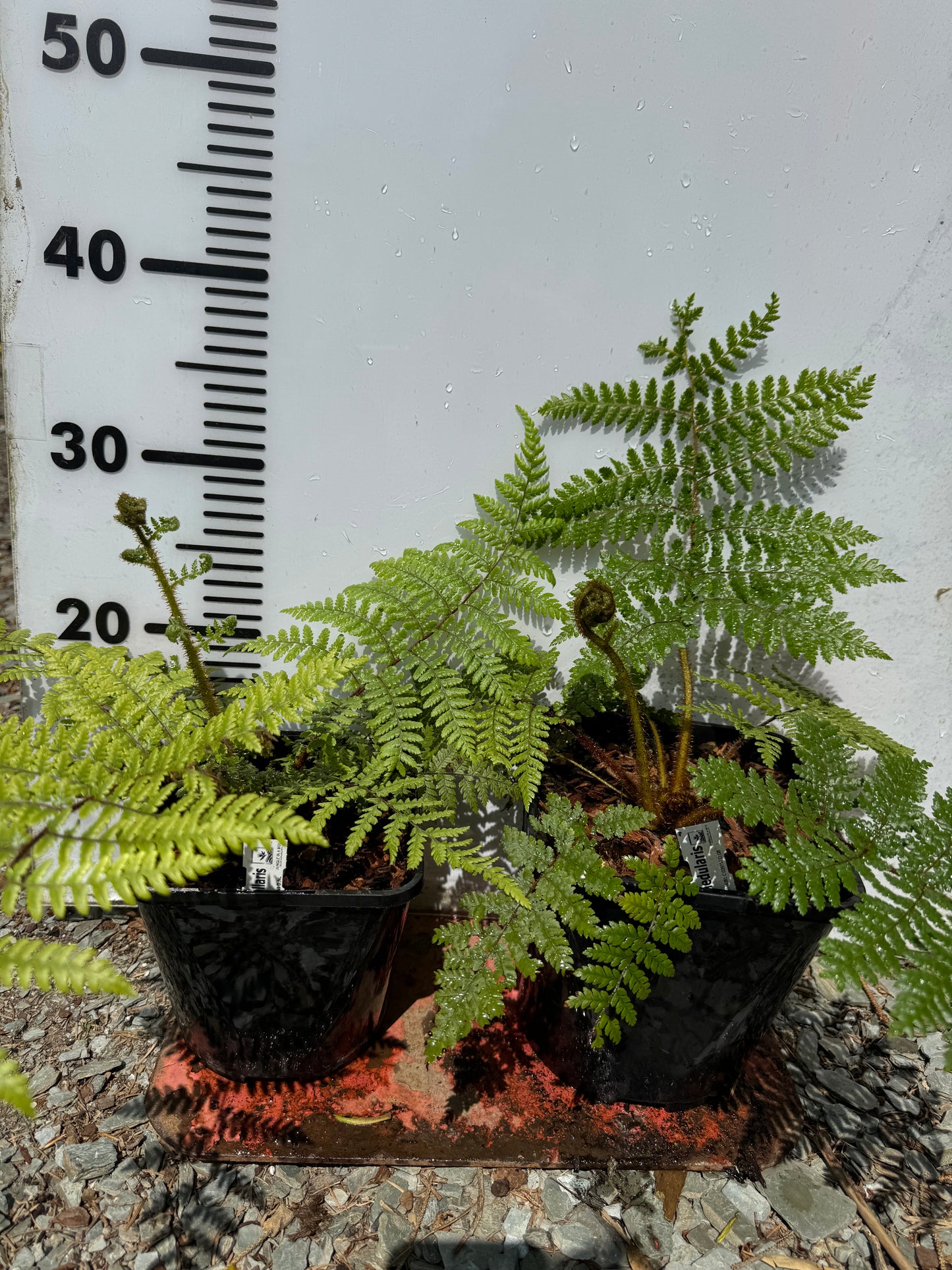 Cyathea medullaris medium