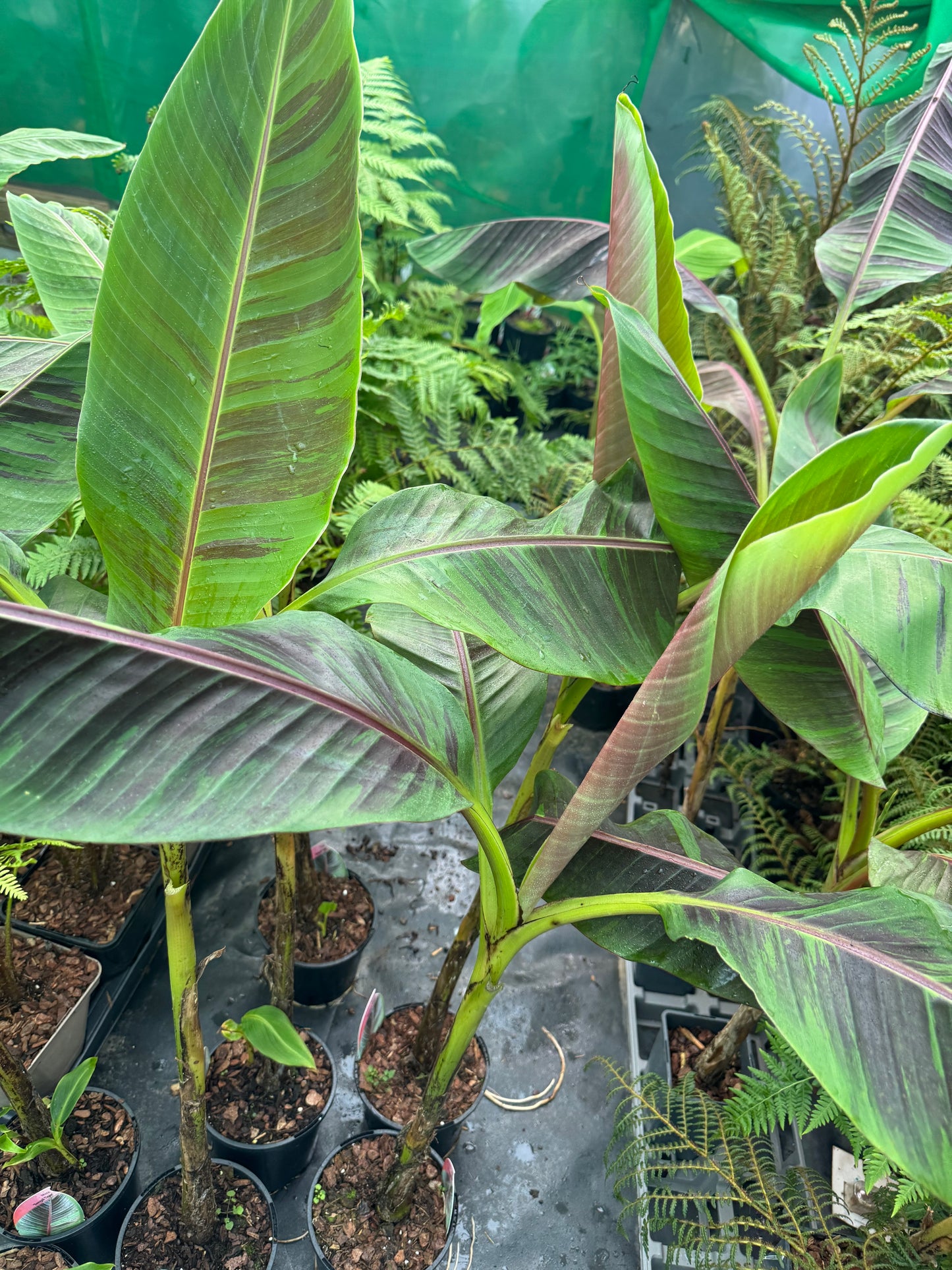 Large Musa Sikkimensis