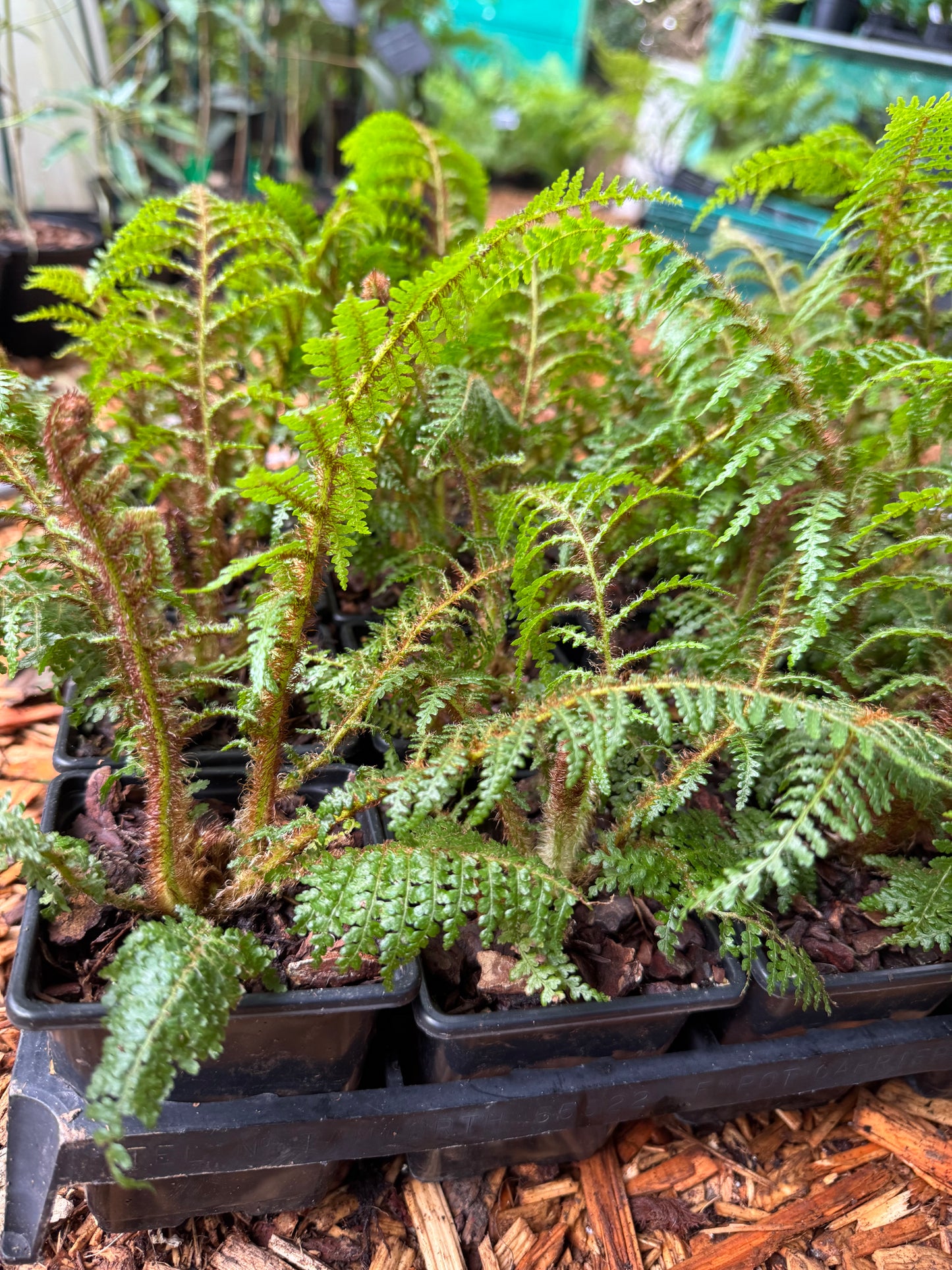 Cyathea Highland Lace small.
