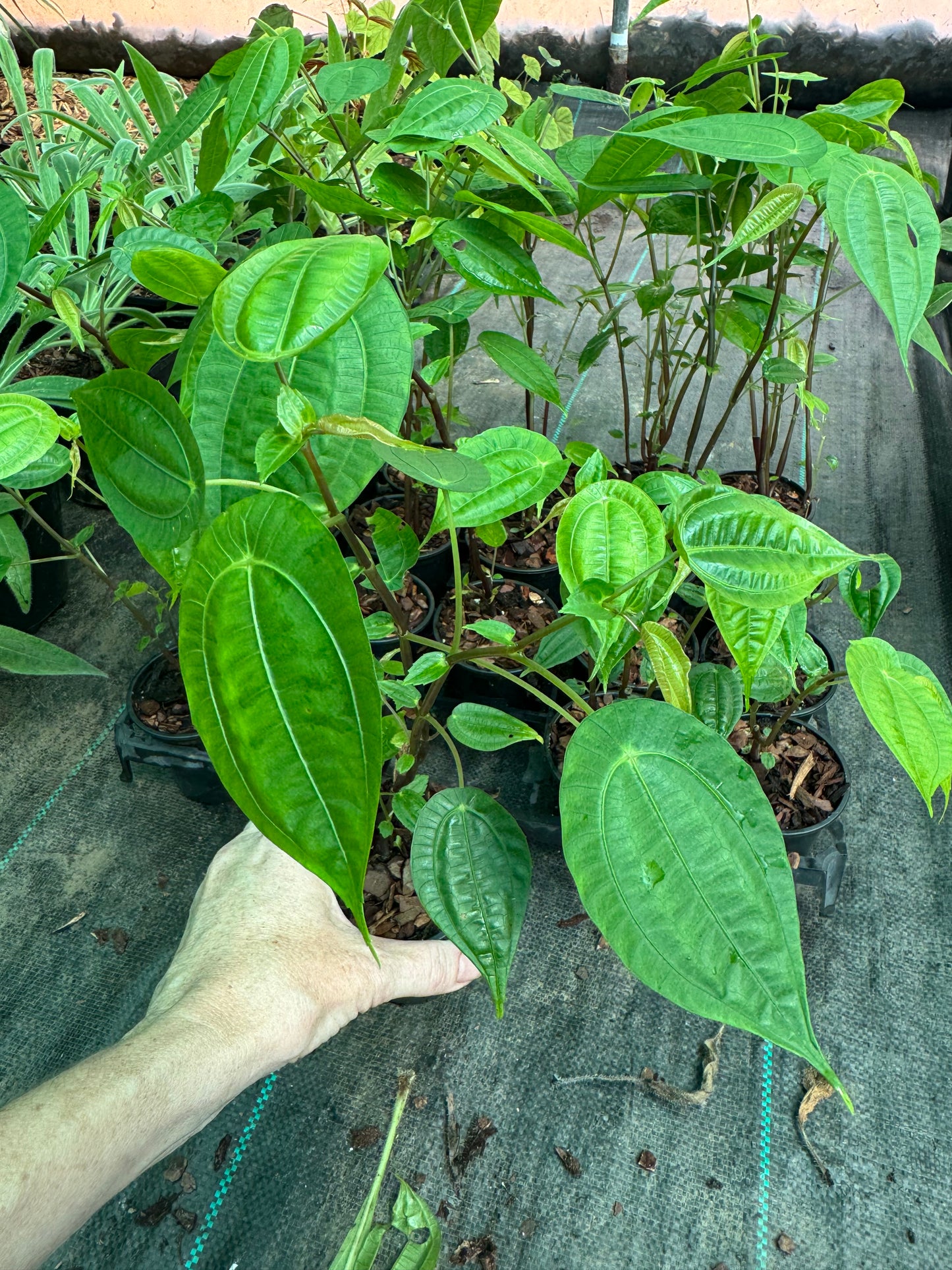 Pilea insolens