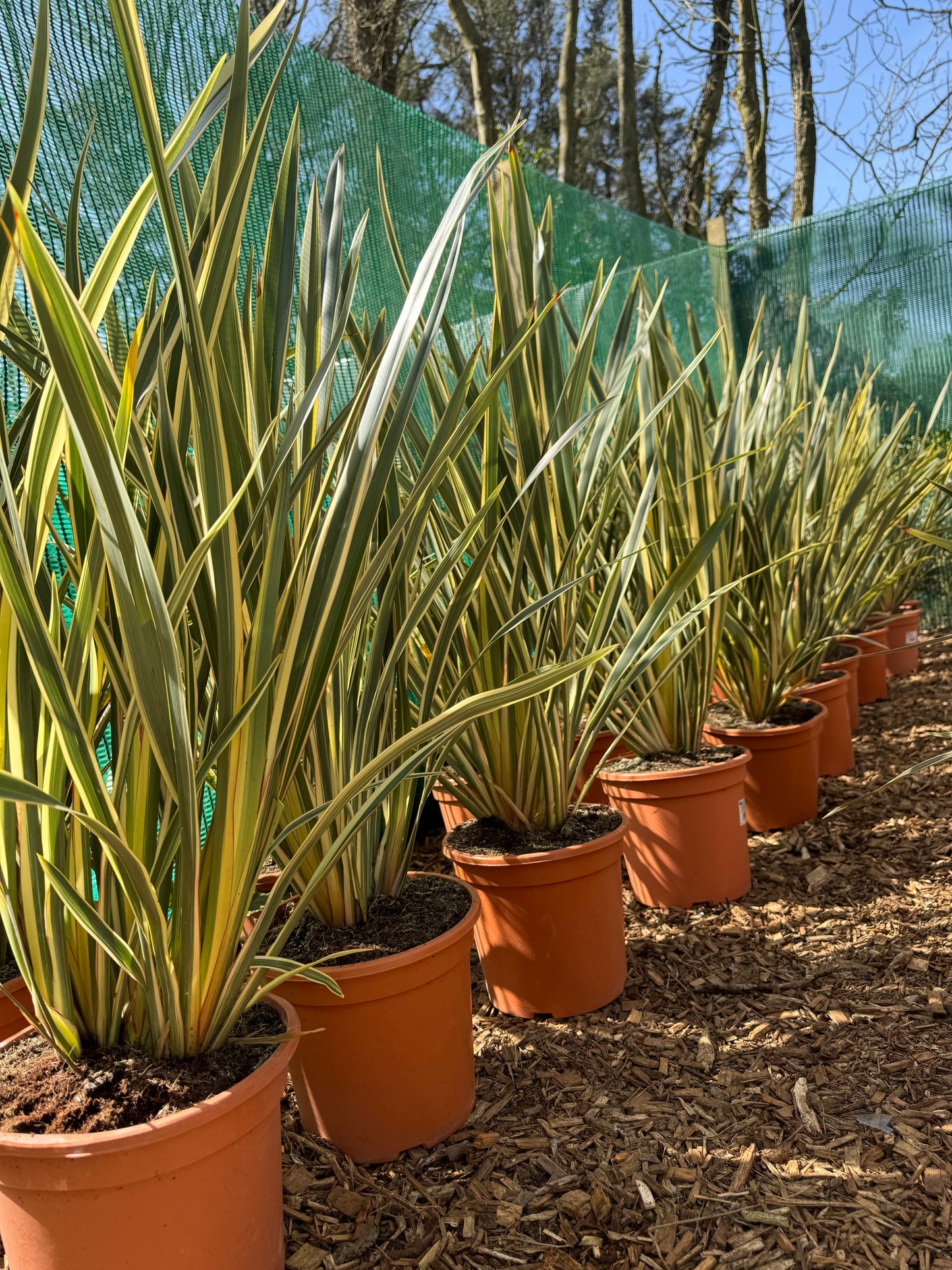 Phormium tenax ‘Variegatum’
Variegated Zealand Flax
