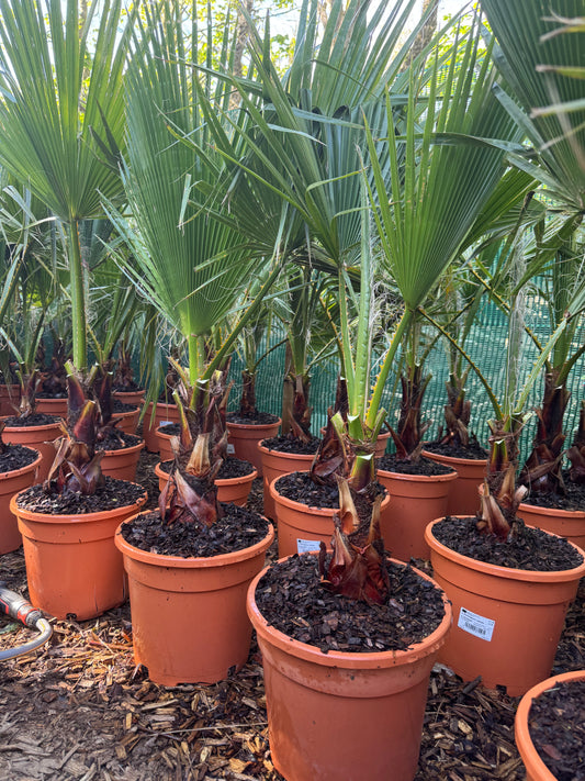 Washingtonia robusta