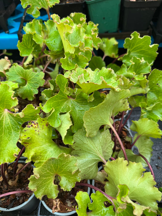 Farfugium japonicum ‘Wavy Gravy’ – The Ruffled Leopard Plant