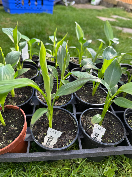 Musa ornata 'Blue' – Blue Flowering Banana (9cm Pot)