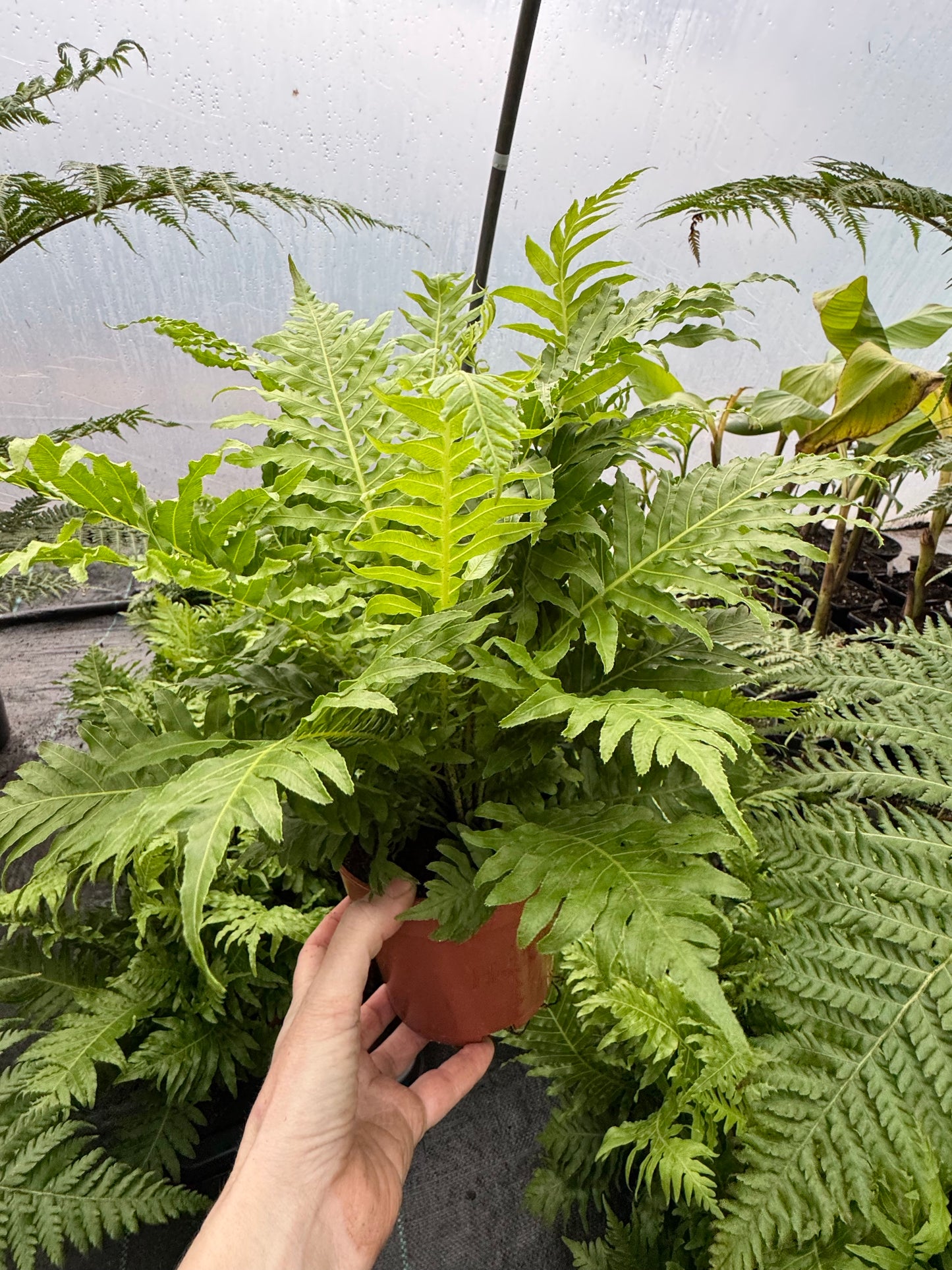 Blechnum gibbum ‘Silver Lady’