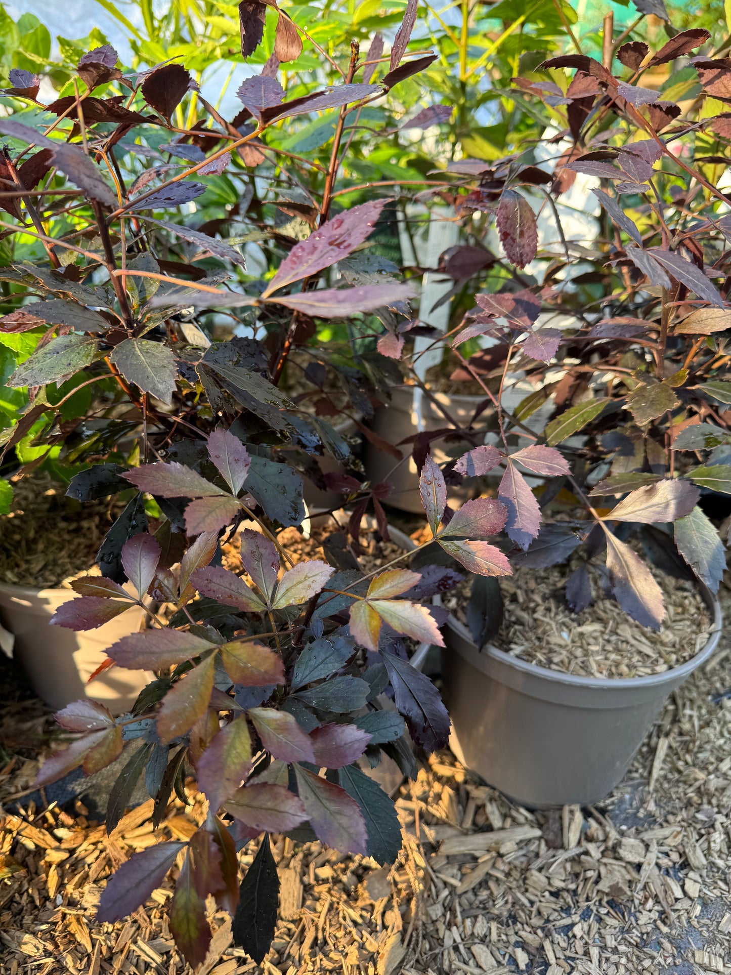 Pseudopanax lessonii 'Rangatira'