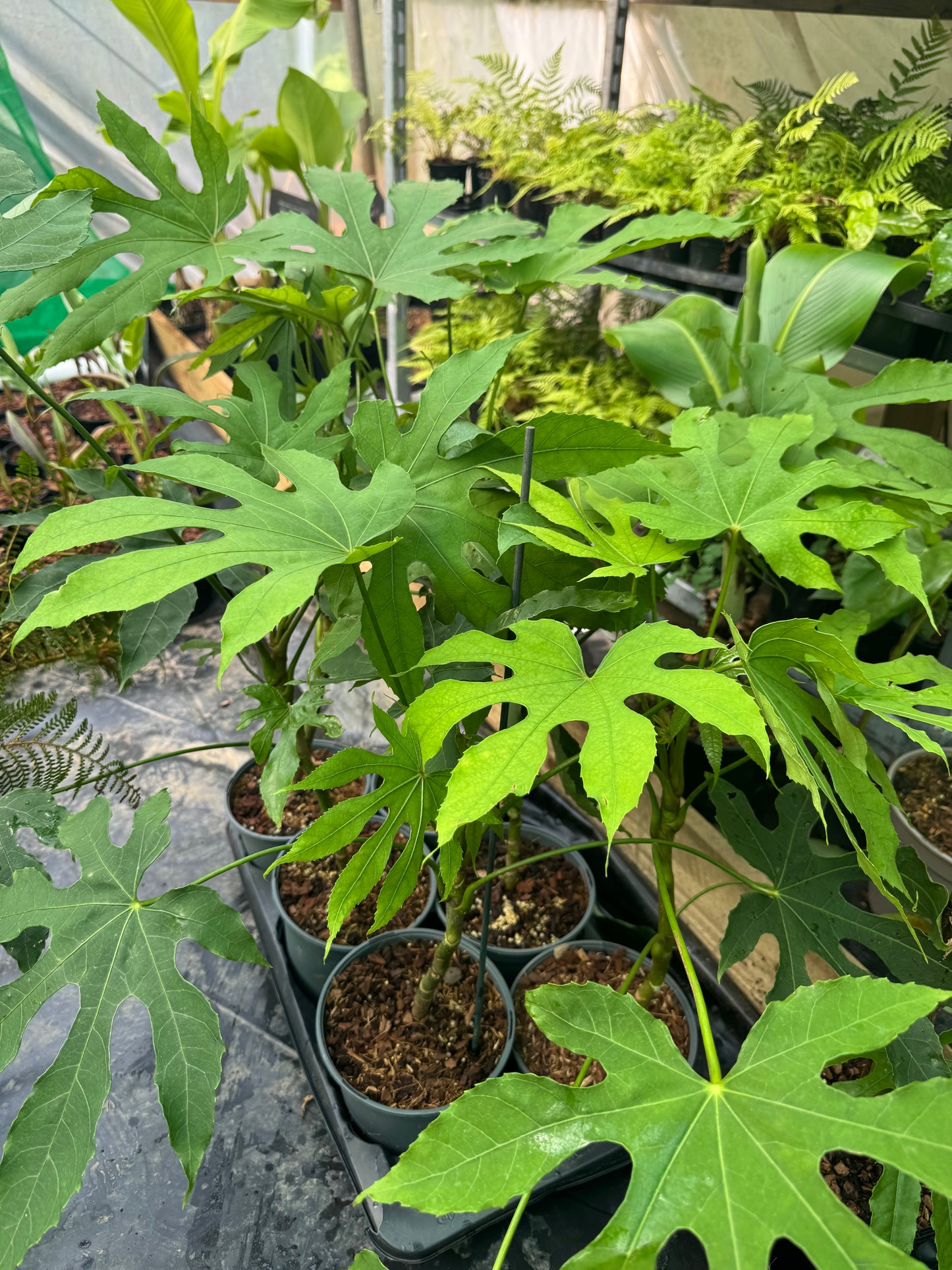Fatsia polycarpa 'Green Fingers'