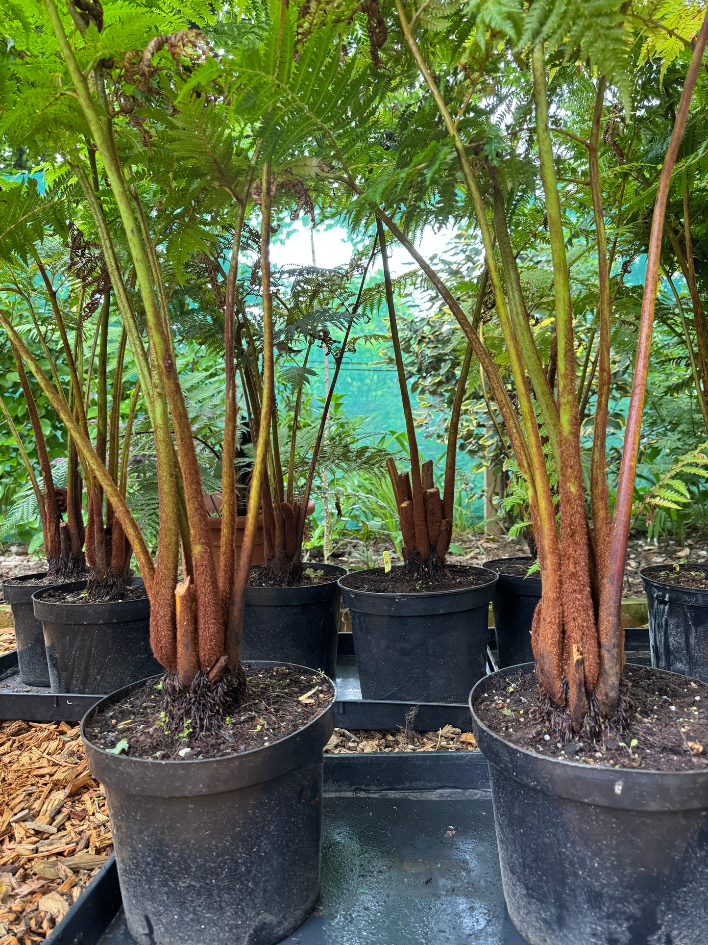 Cyathea cooperi Cinnamon