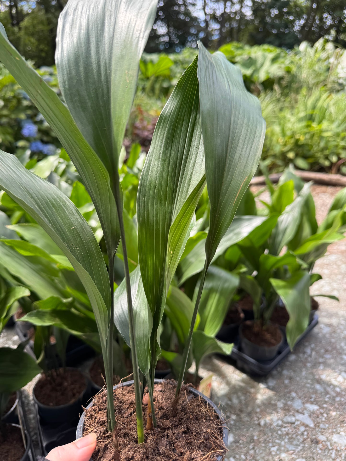 Aspidistra elatior