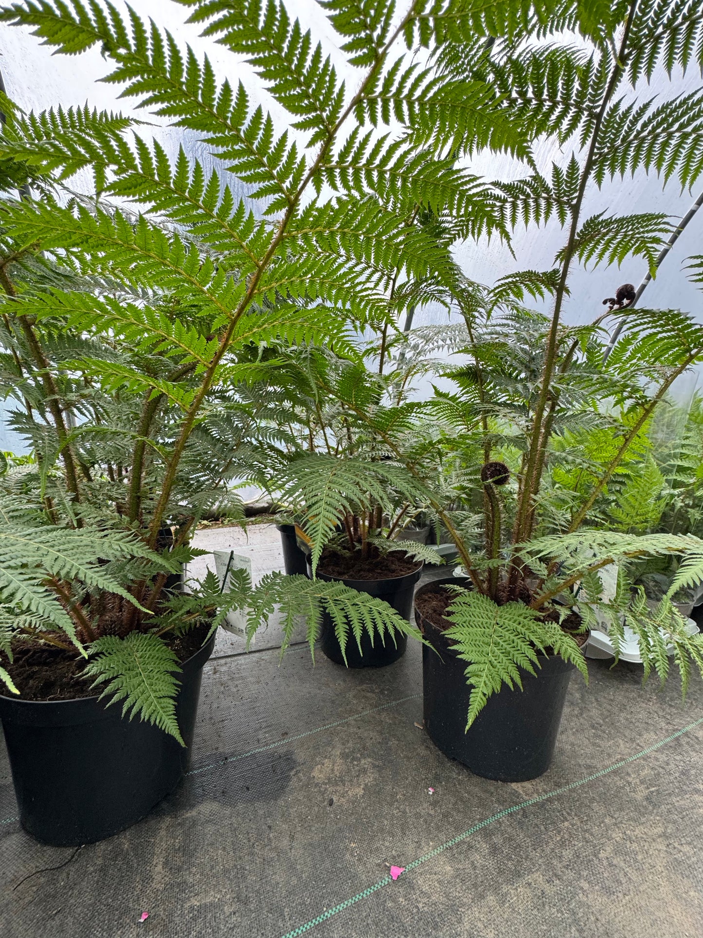 Large Cyathea cooperi – Tree fern