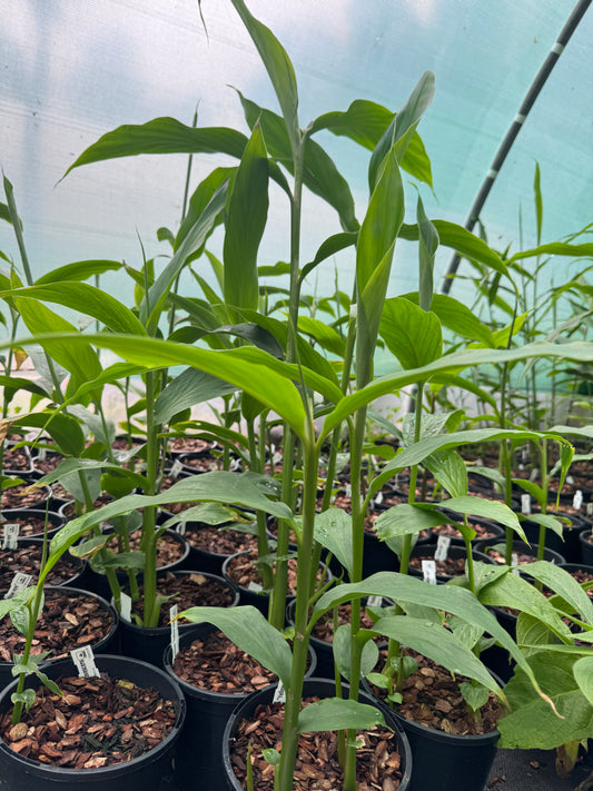 Hedychium "Yellow Eye"