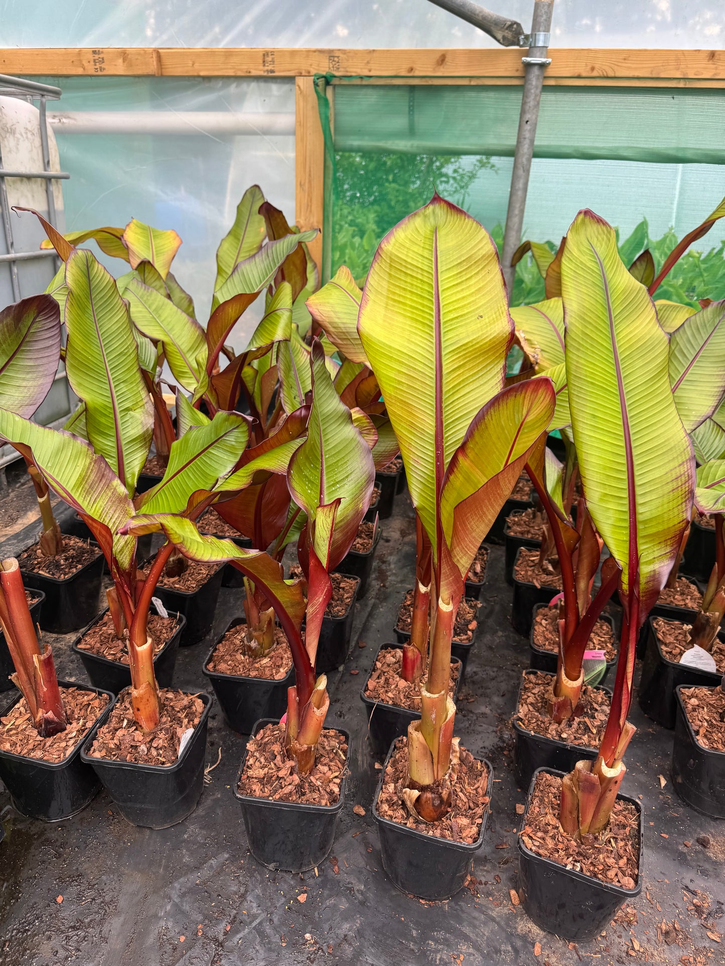 Ensete ventricosum maurelii medium
