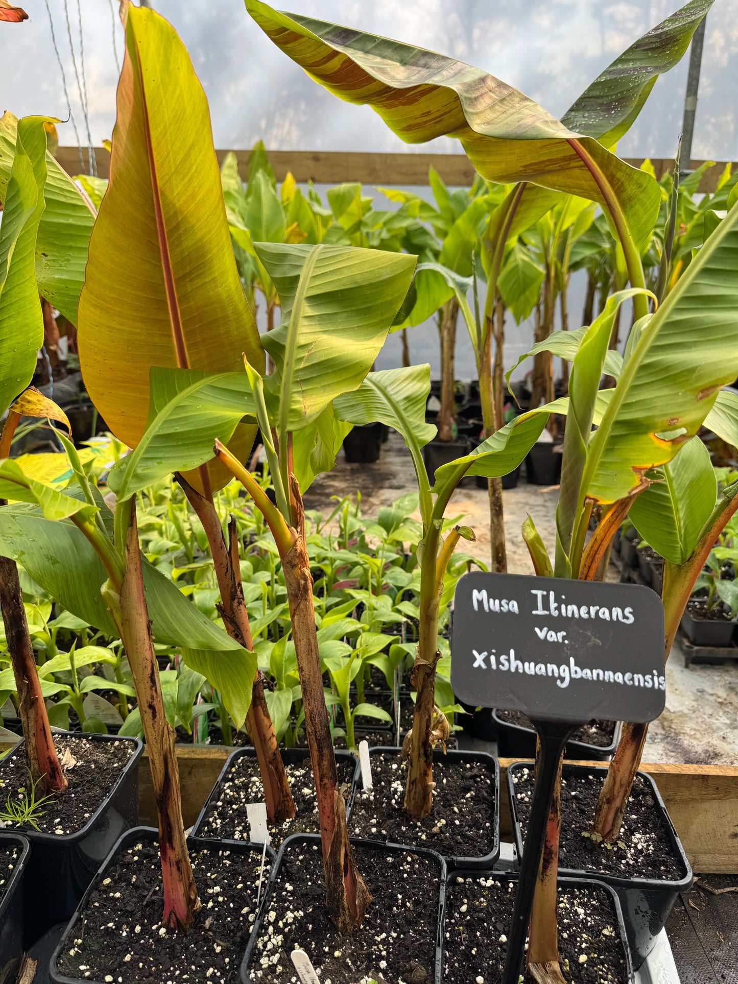 Musa itinerans var. xishuangbannaensis - 'Mekong Giant'
