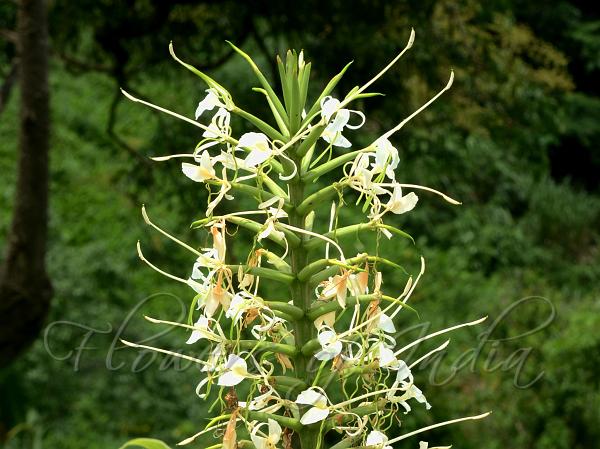 Hedychium stenopetalum (Giant White Ginger Lily) – 2 Litre Pot