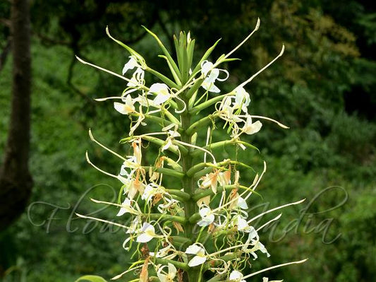 Hedychium stenopetalum (Giant White Ginger Lily) – 2 Litre Pot