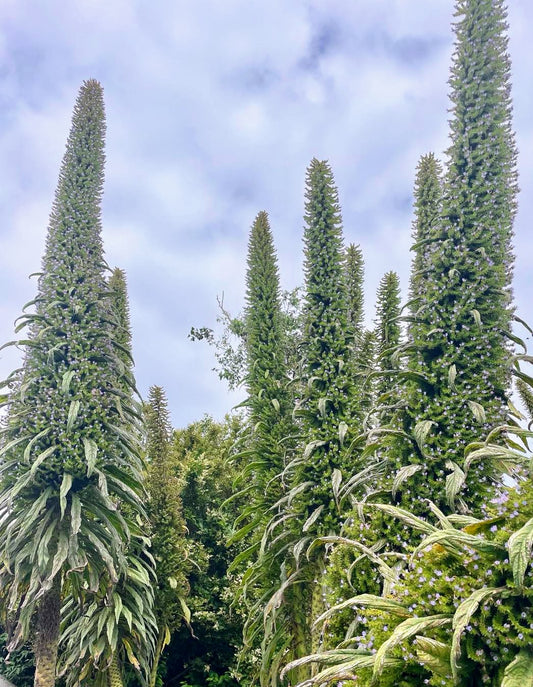 Echium Pininana - Blue Steeple  Large