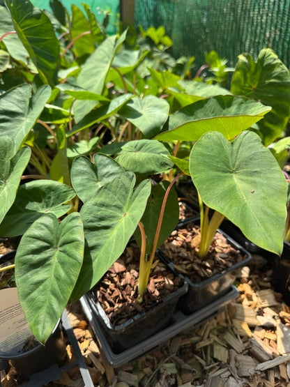 Colocasia Pink China small