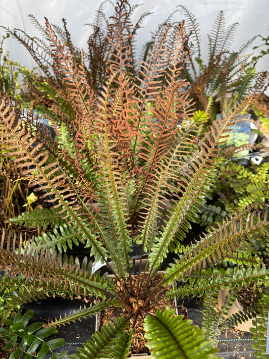 Blechnum discolor
