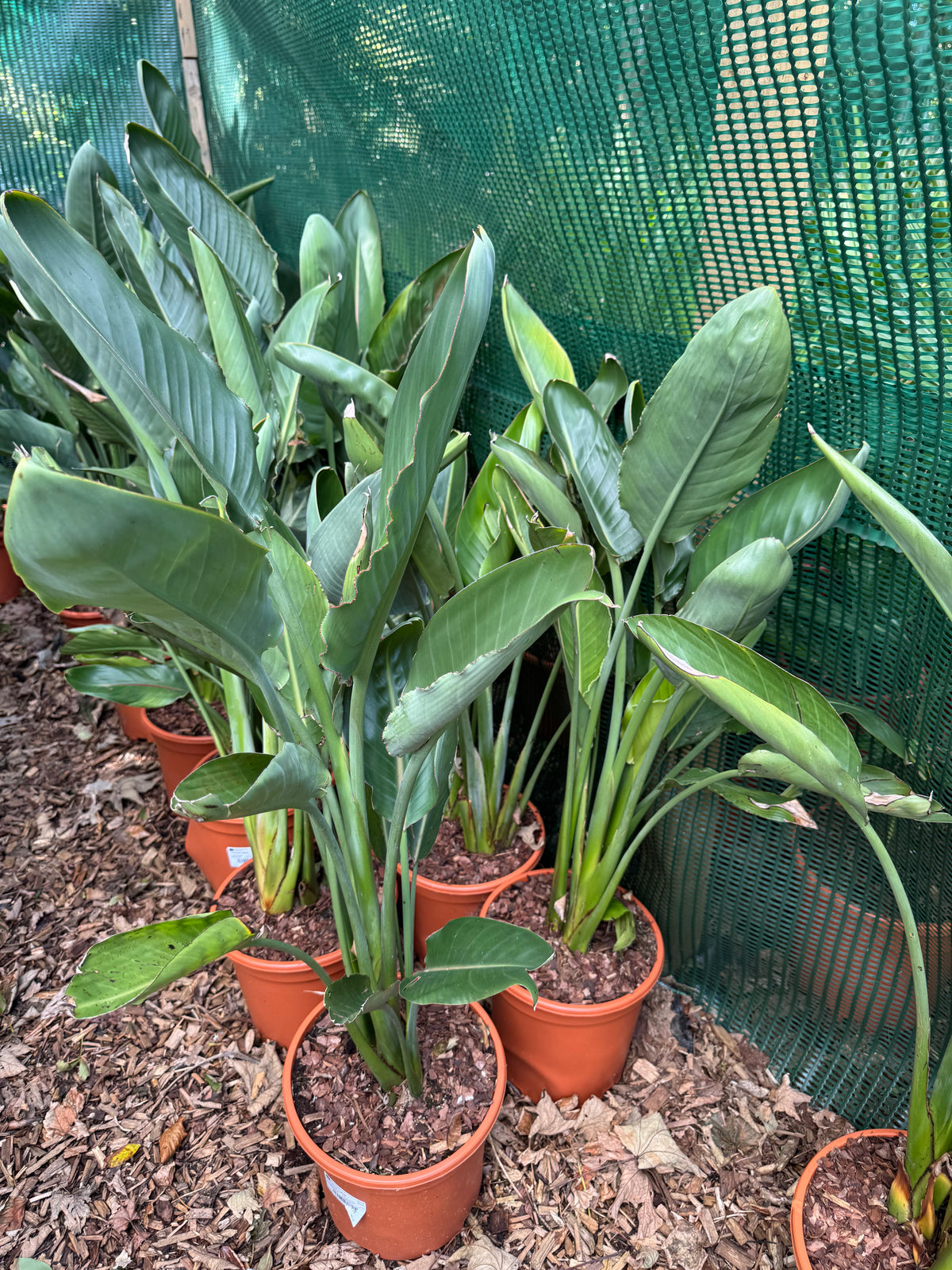 Strelitzia reginae large