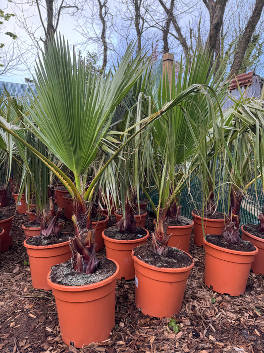 Washingtonia robusta