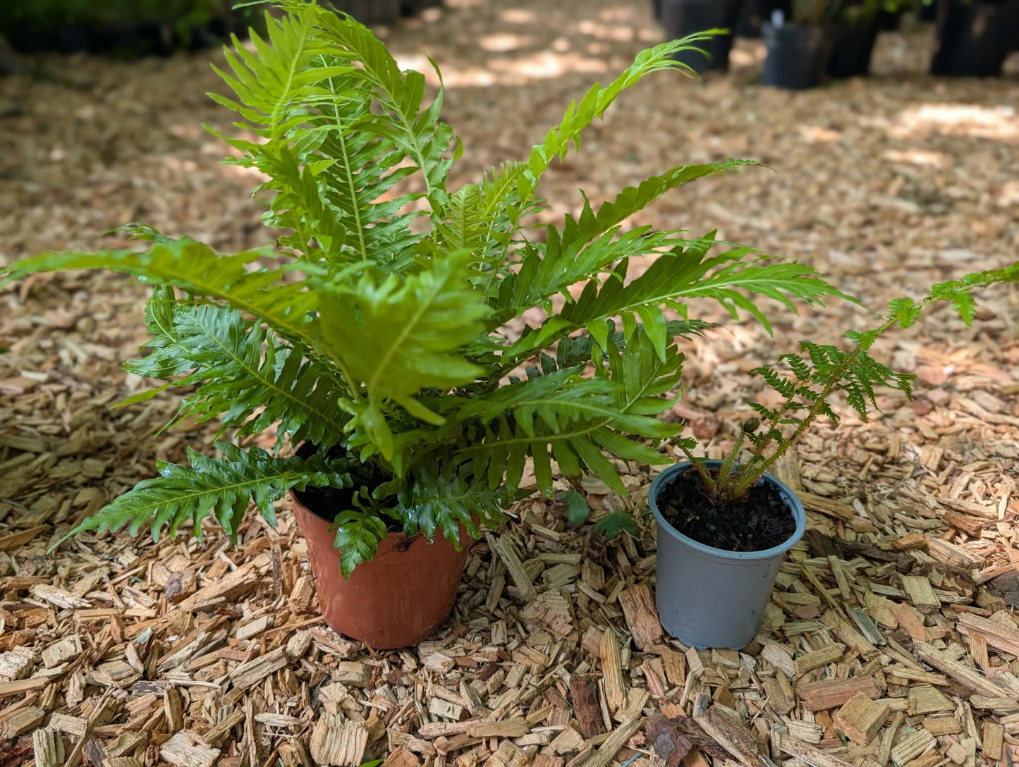 Exotic Fern Starter Pack. 6-Plant Collector's Collection