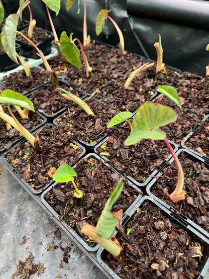 Colocasia Pink China small