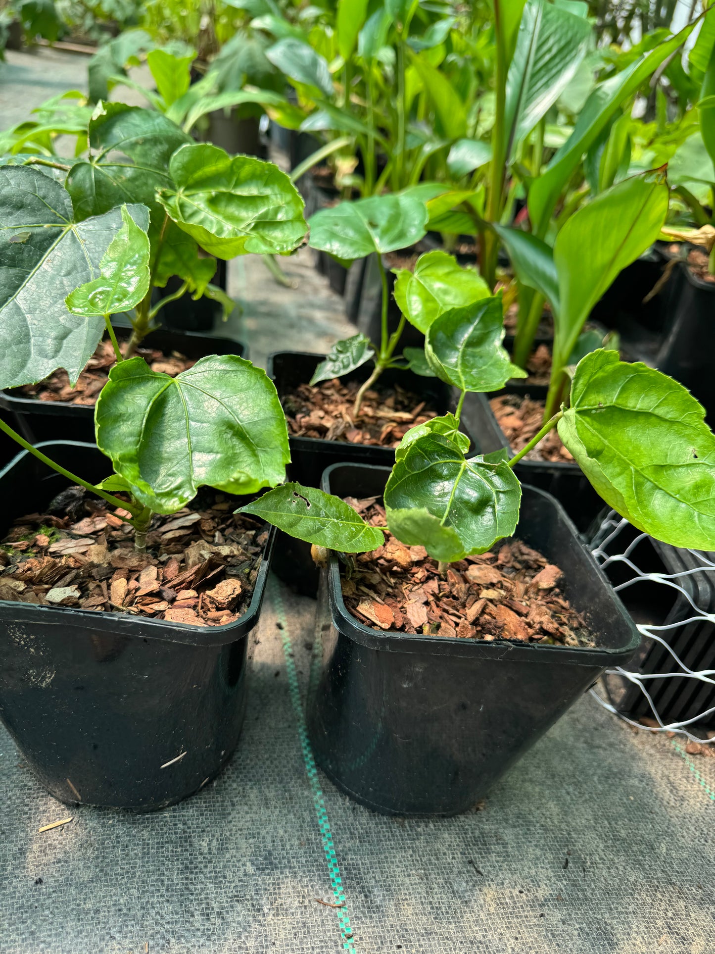Fatsia polycarpa 'Megafatsia'