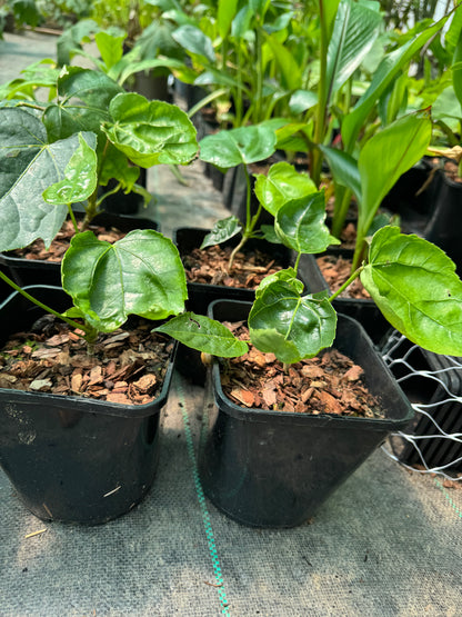 Fatsia polycarpa 'Megafatsia'
