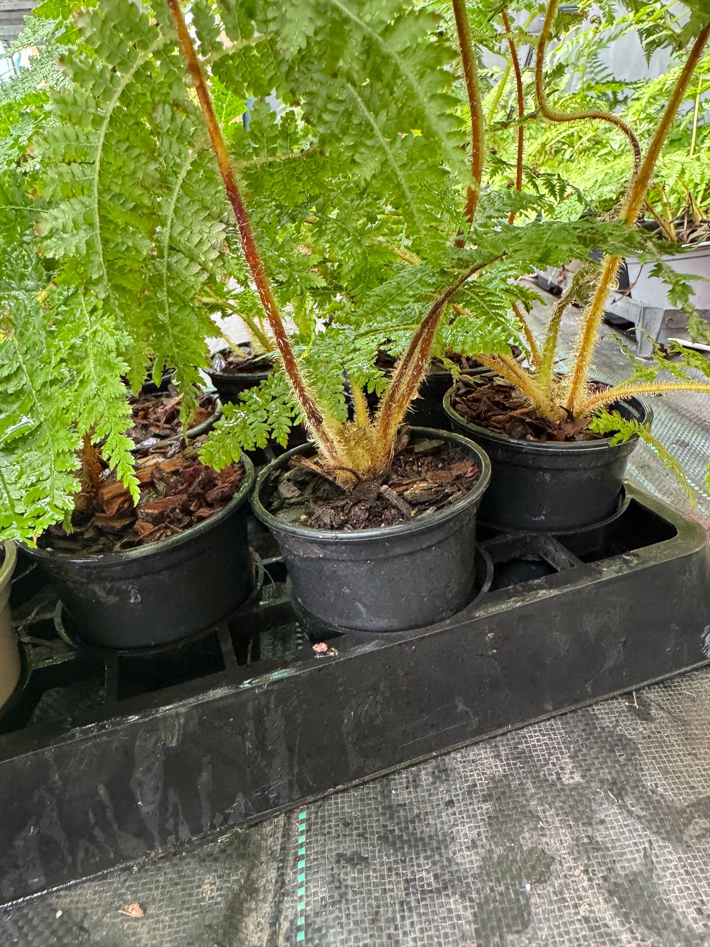 Cyathea medullaris 9cm pot