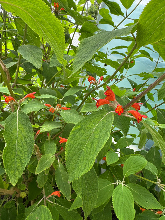 Colquhounia coccinea "Scarlet Mint Shrub"