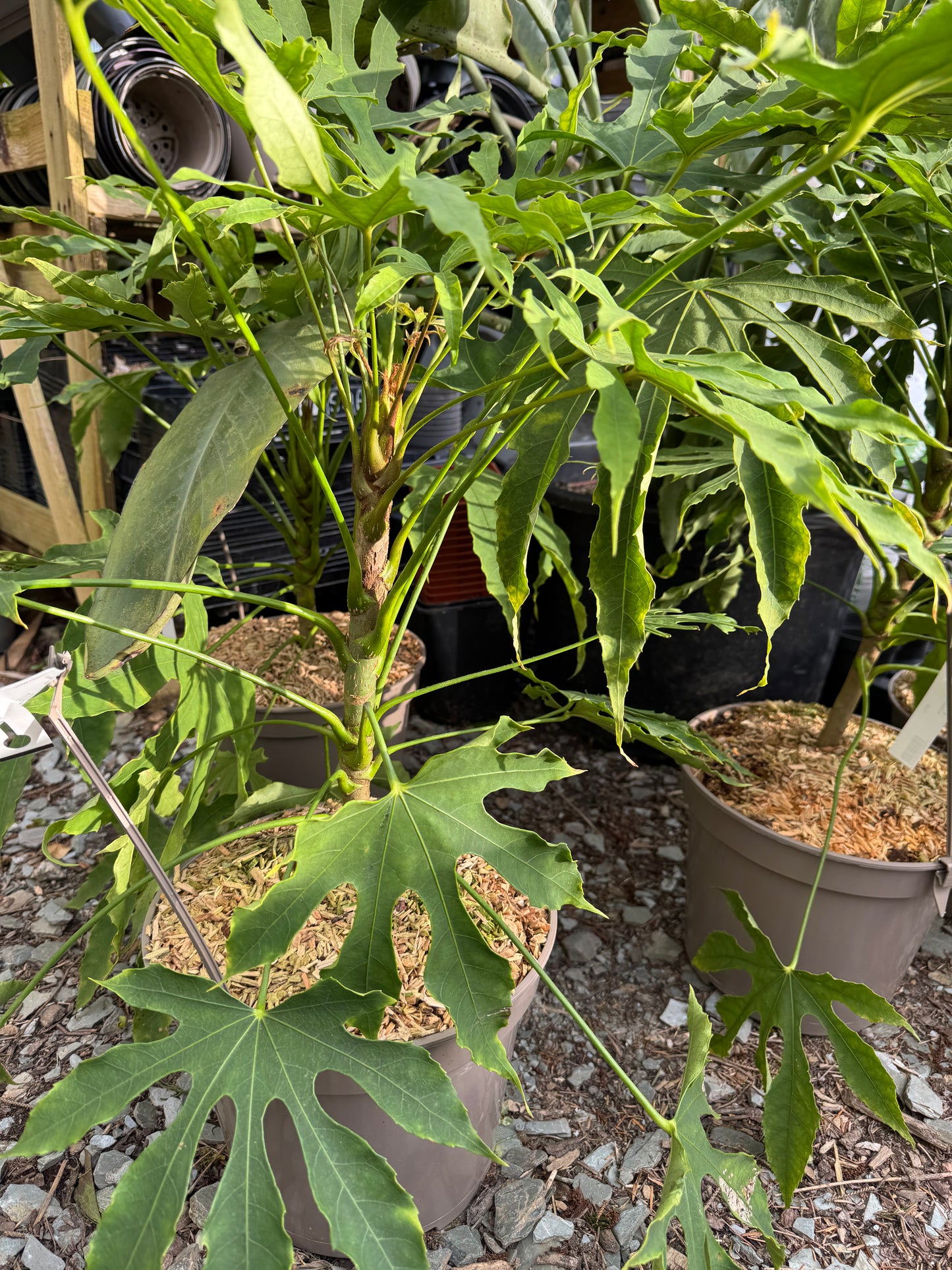 Fatsia polycarpa 'Green Fingers' large 7 litres