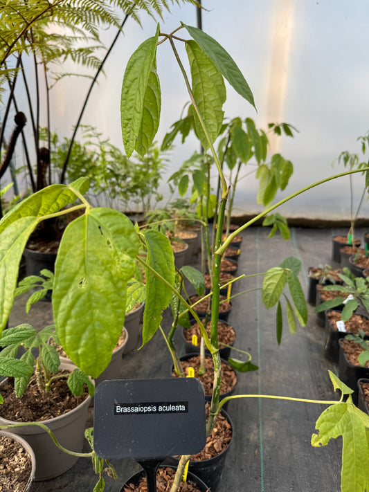 Brassaiopsis aculeata