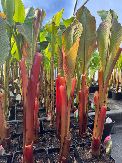 Ensete ventricosum maurelii medium