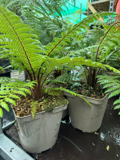 Dicksonia squarrosa