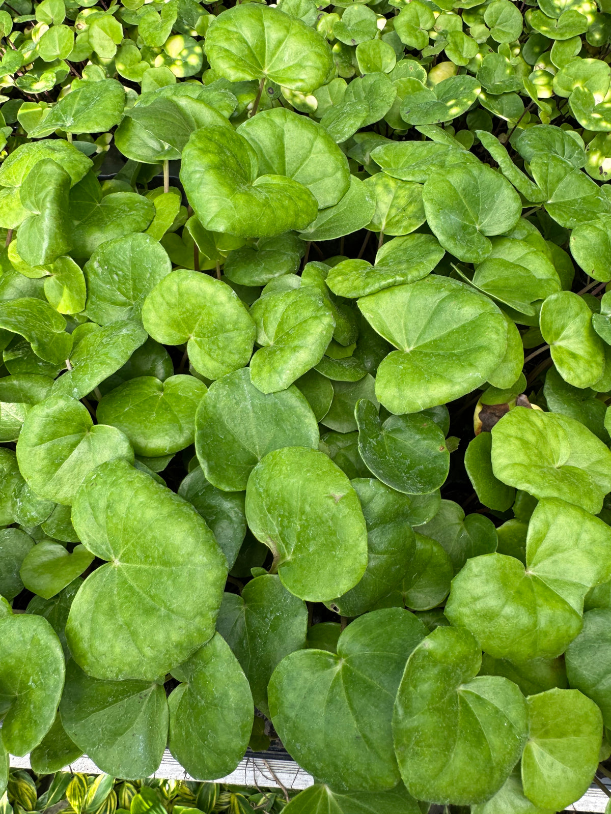 Farfugium japonicum var. giganteum