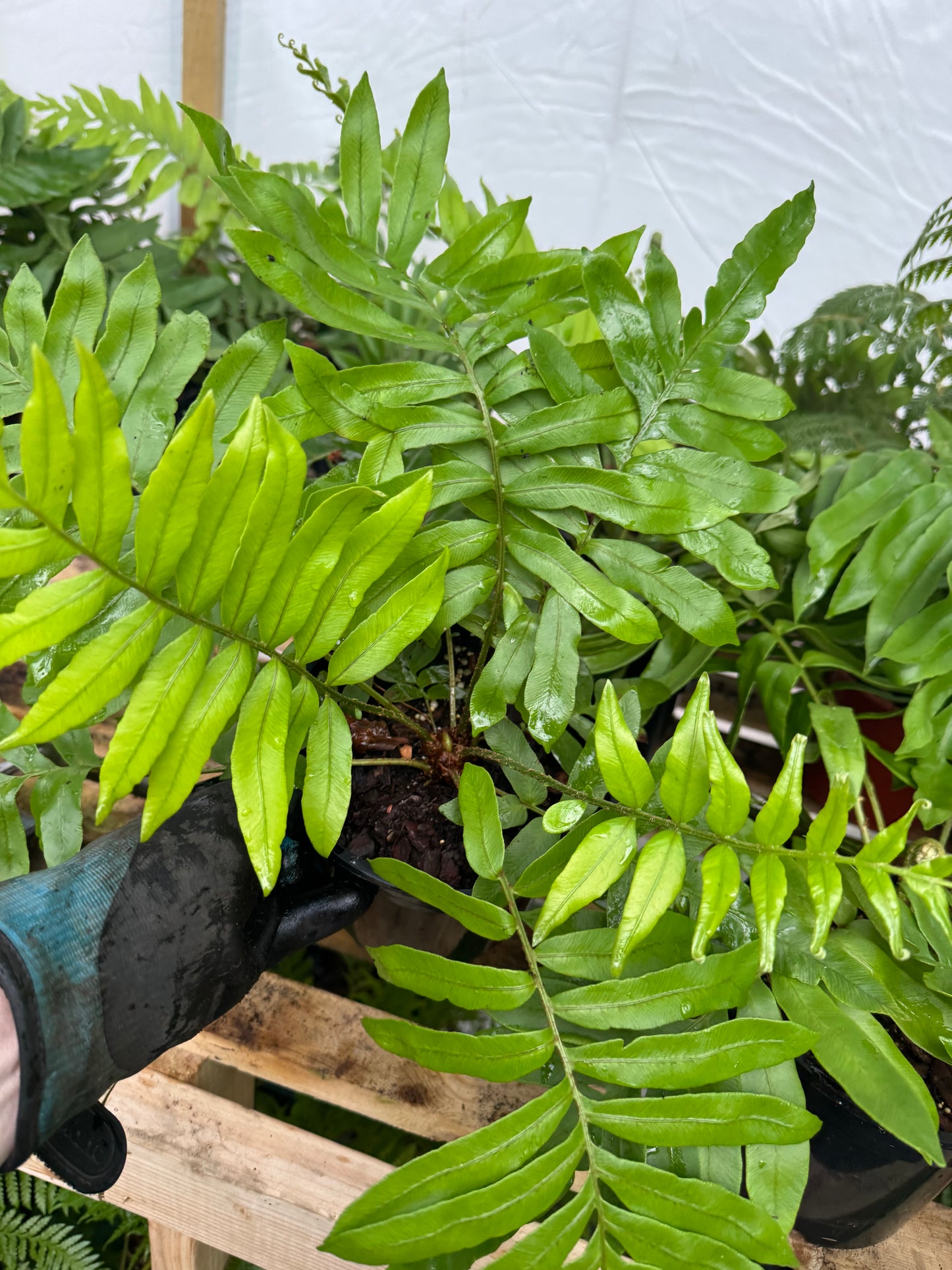 Blechnum tabulare – The Table Fern large pot