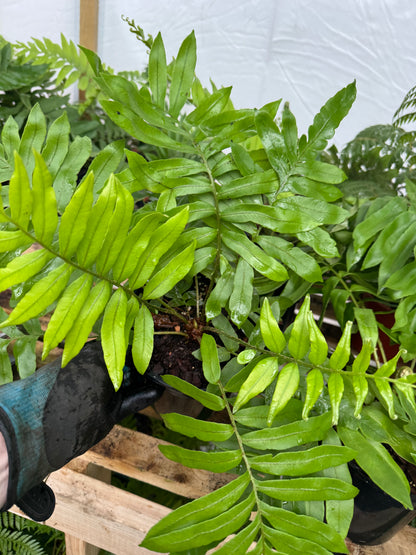 Blechnum tabulare – The Table Fern large pot