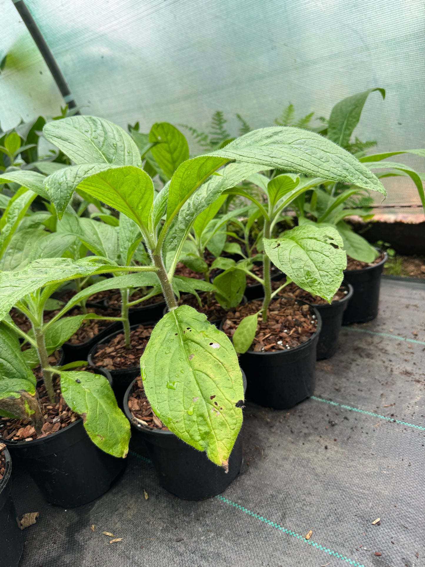 Echium Pininana - Blue Steeple  Large