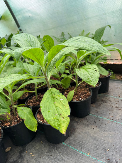 Echium Pininana - Blue Steeple  Large