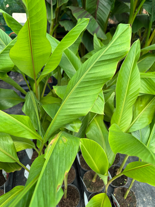 Musa velutina-Pink banana