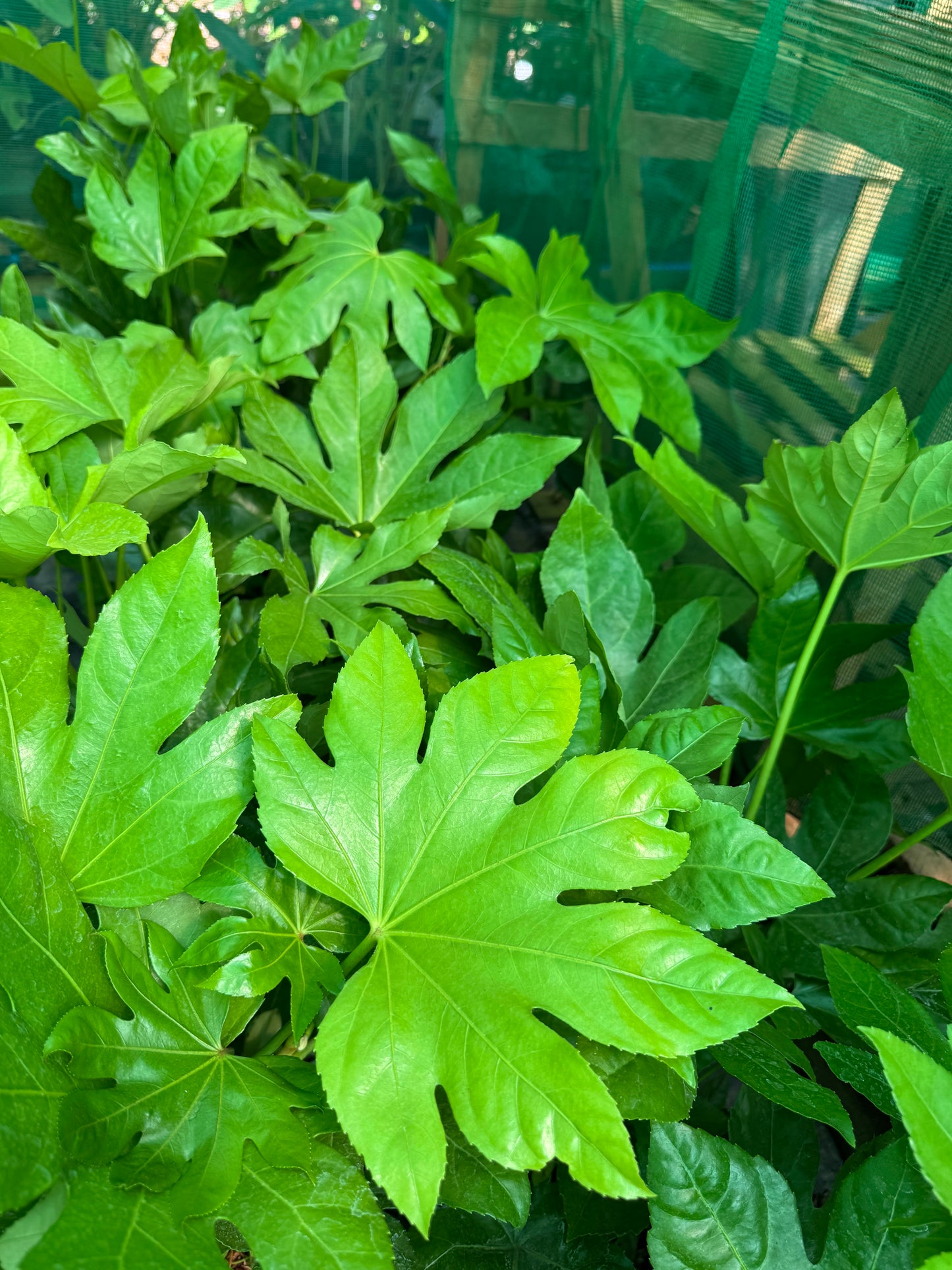 Fatsia Japonica large