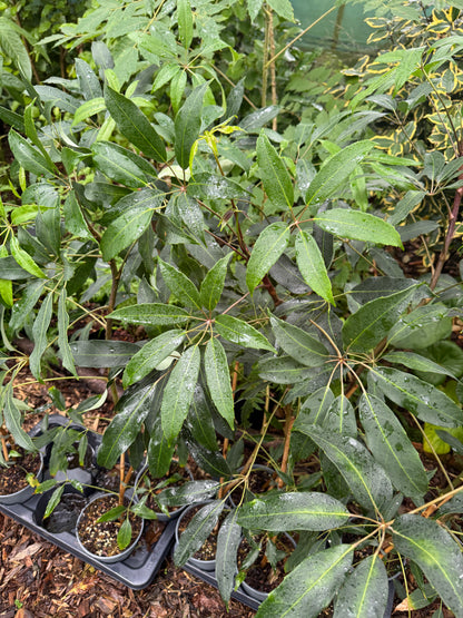 Schefflera alpina