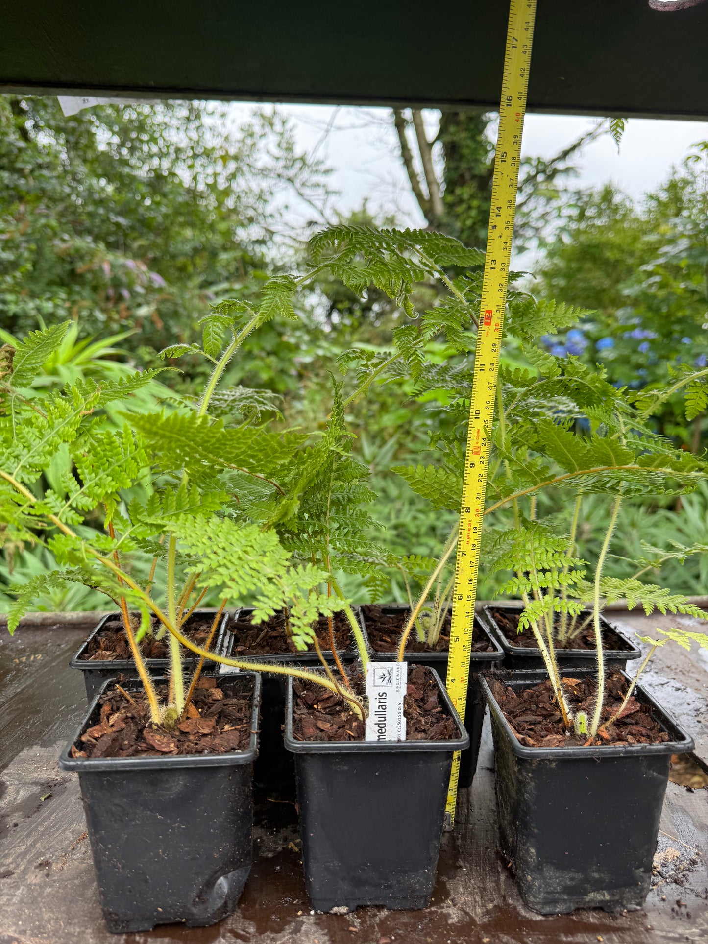 Cyathea medullaris 9cm pot