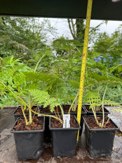 Cyathea medullaris 9cm pot