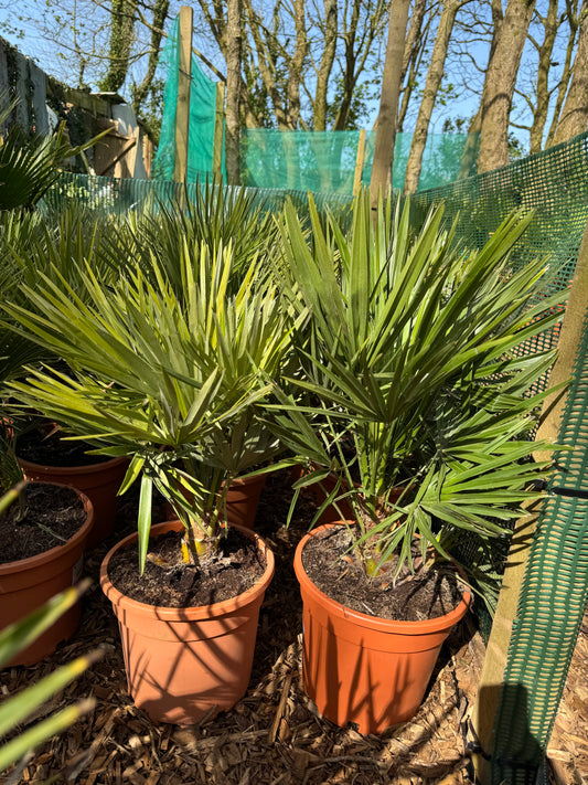 Chamaerops humilis